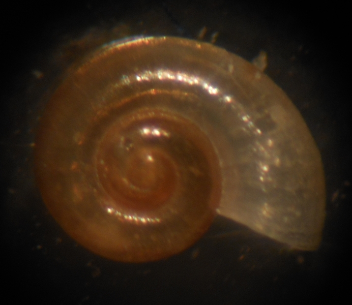 Omalogyridae?